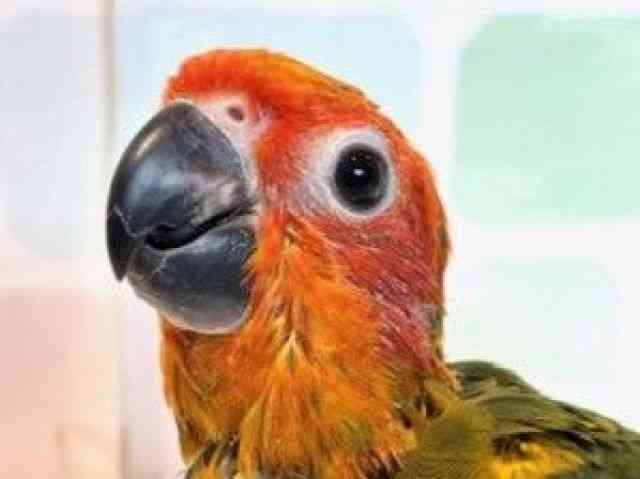 pet image