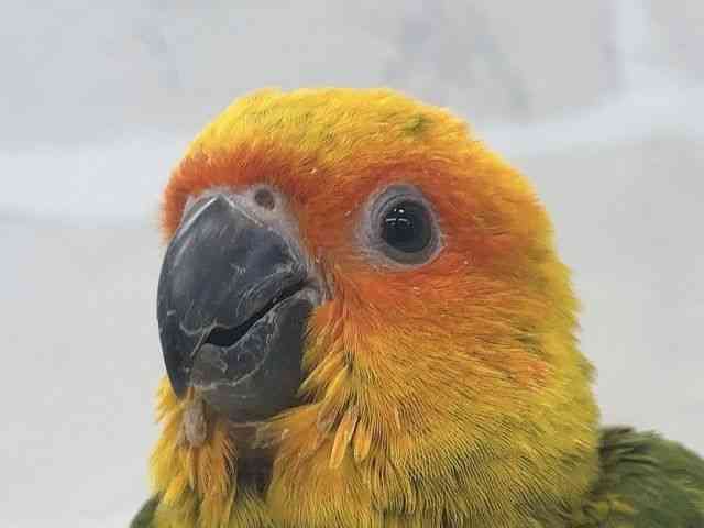 pet image