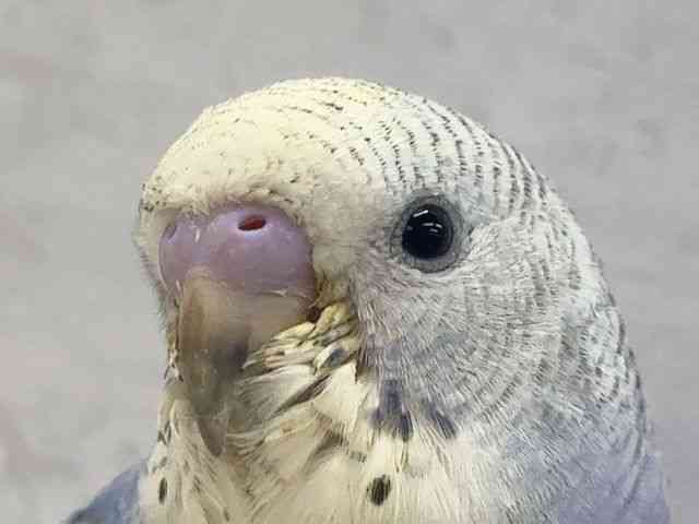 pet image