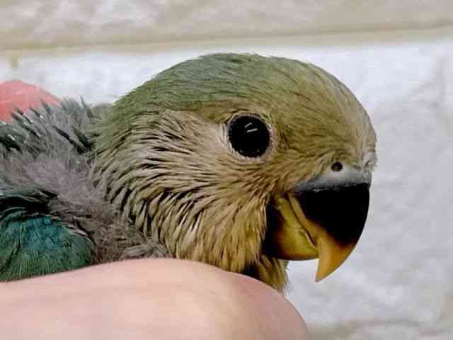 pet image