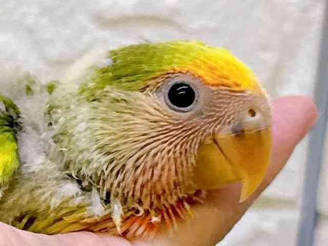 pet image