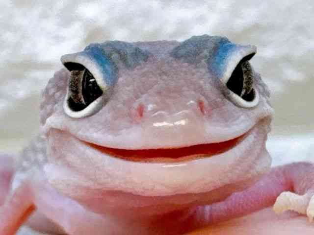 ヒョウモントカゲモドキ