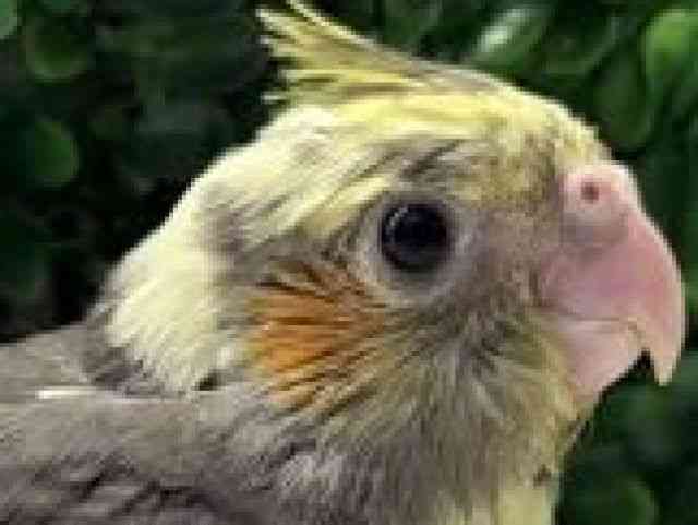 pet image