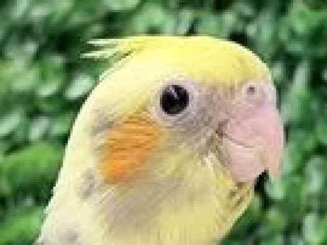 pet image