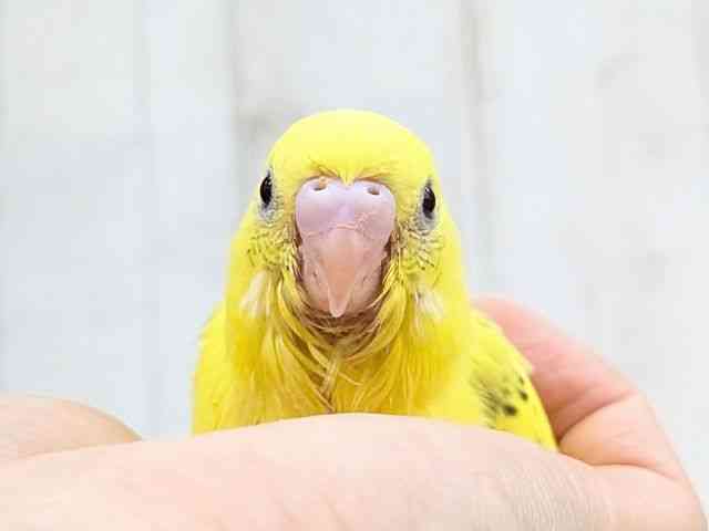 pet image