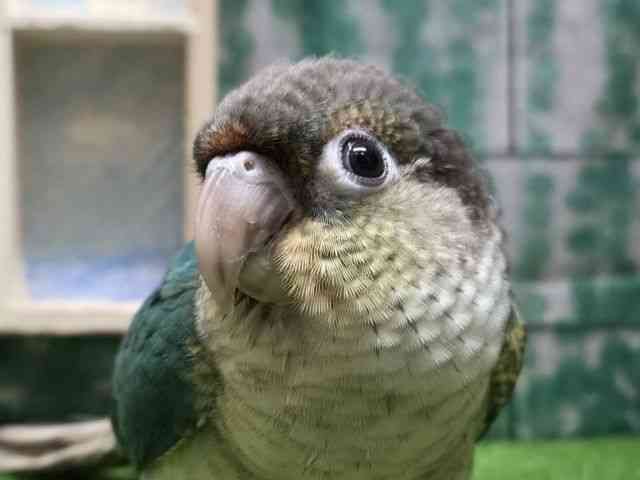 
                    ワキコガネイロウロコインコ