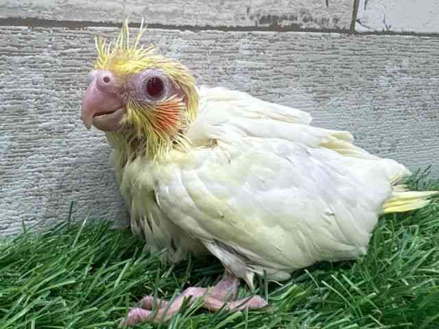 pet image