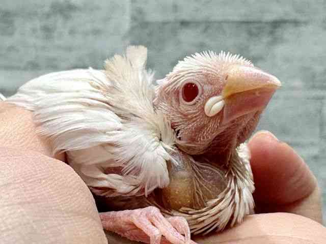 pet image