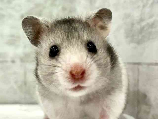 pet image