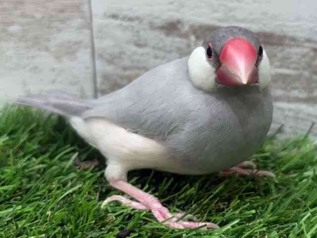 pet image