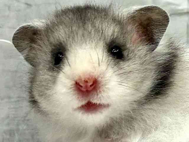 pet image