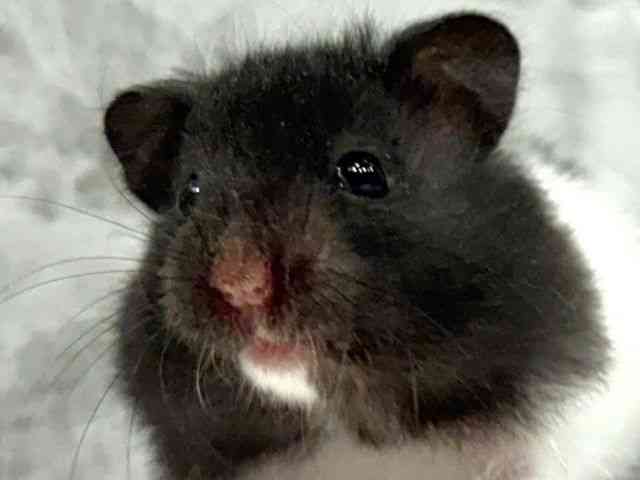 pet image