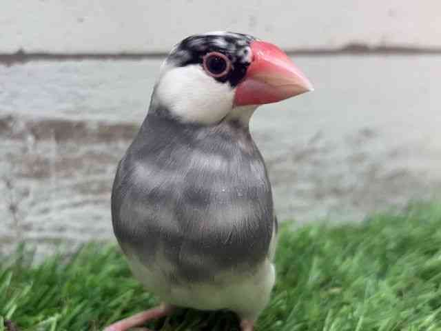 pet image
