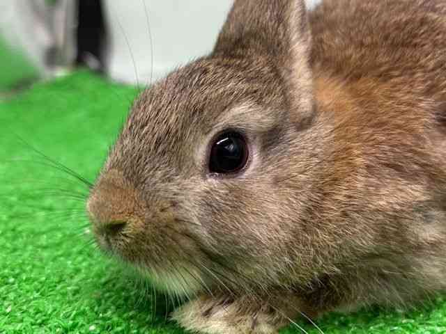 pet image