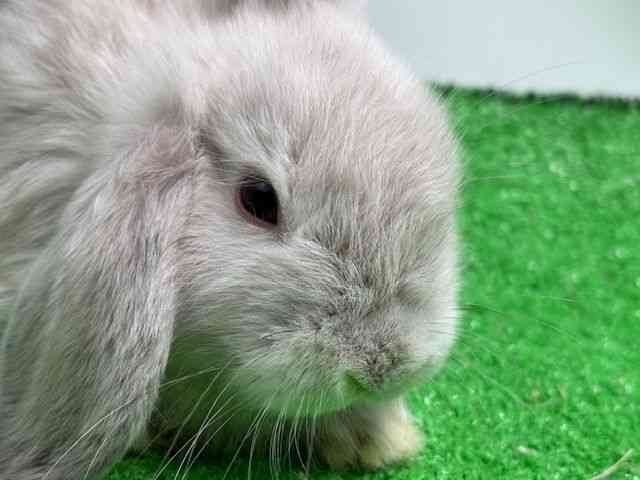 pet image
