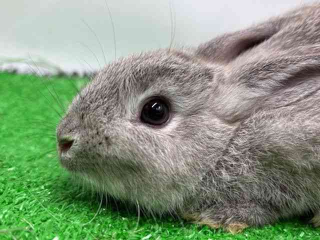 pet image