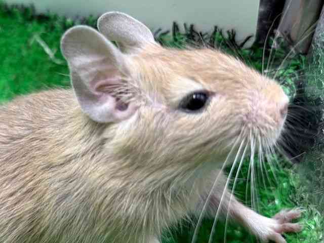 pet image