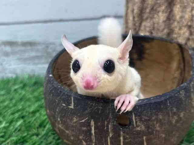 pet image