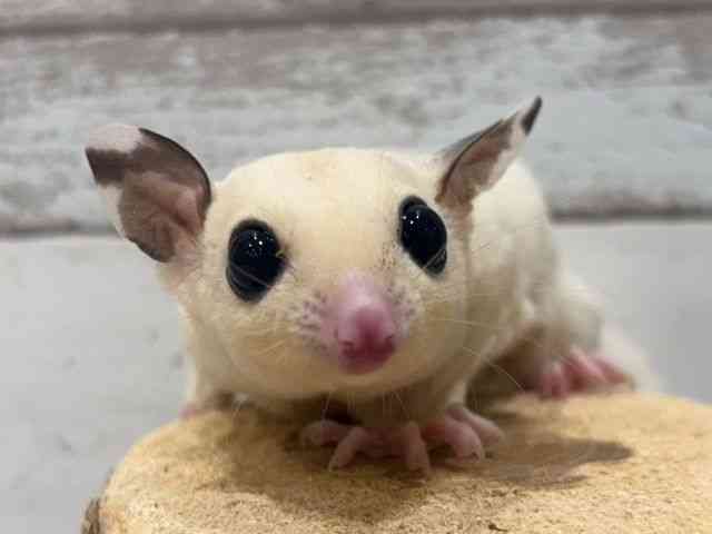 pet image