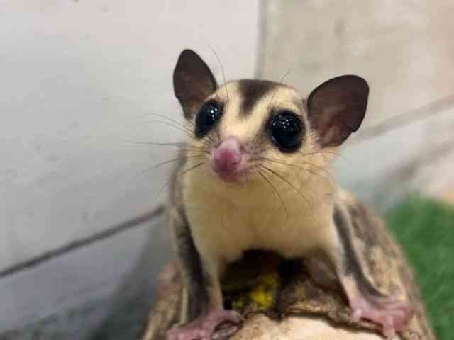 
                    フクロモモンガ