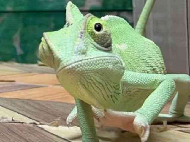 pet image