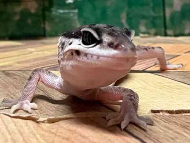 pet image