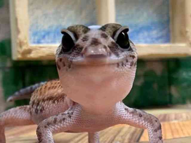 pet image