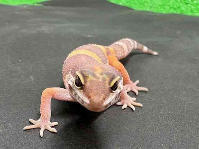 pet image