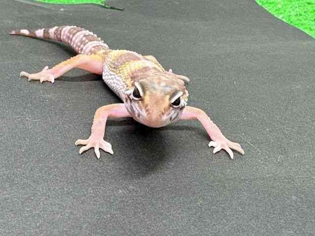 ヒョウモントカゲモドキ