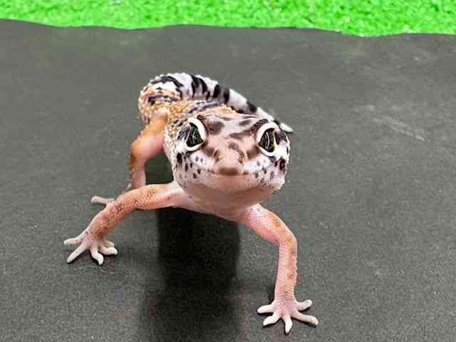 ヒョウモントカゲモドキ