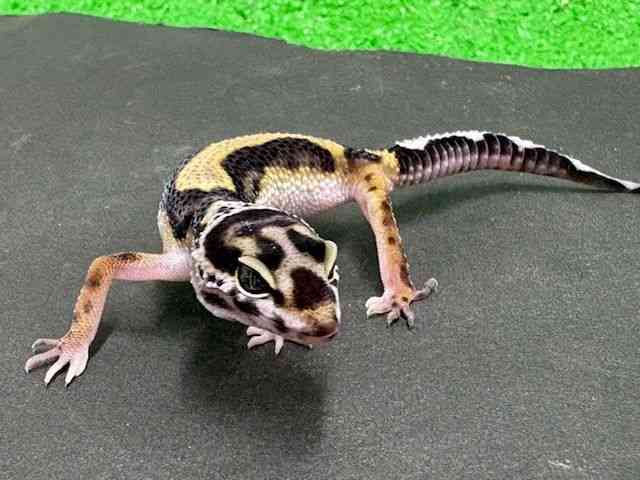 ヒョウモントカゲモドキ