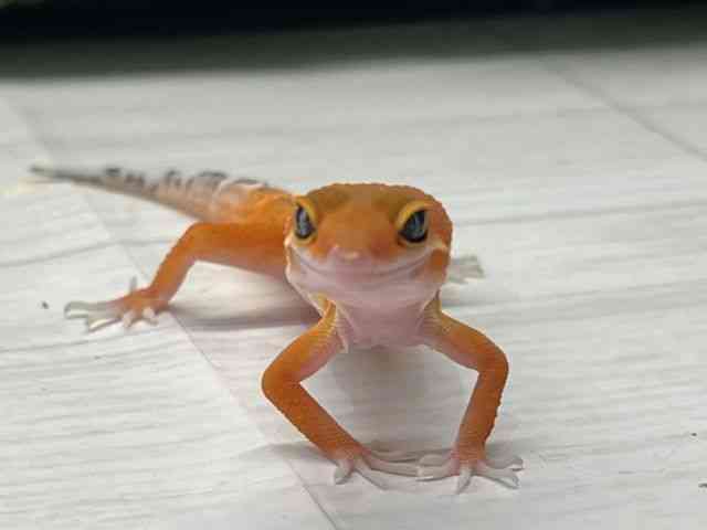 ヒョウモントカゲモドキ