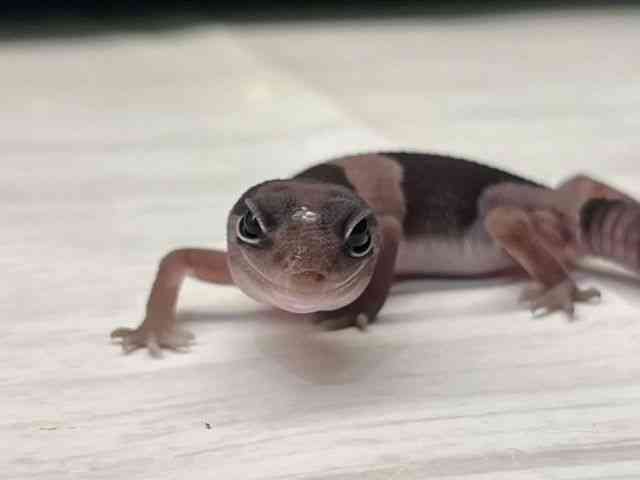 ニシアフリカトカゲモドキ