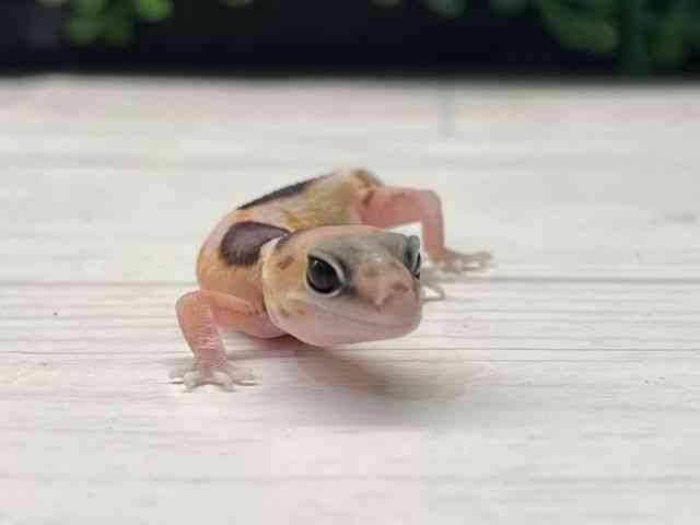ニシアフリカトカゲモドキ