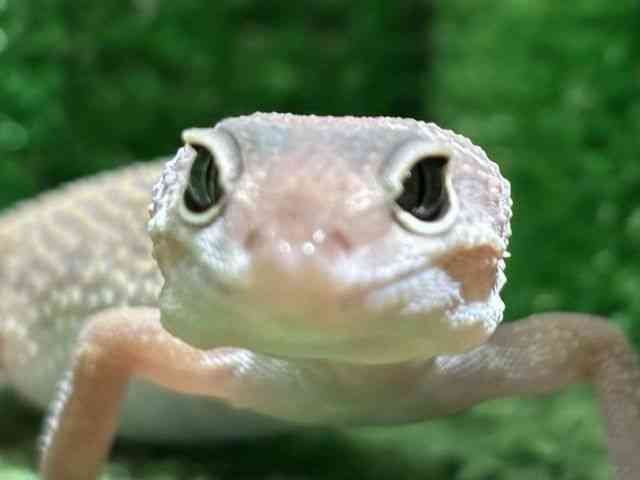 ヒョウモントカゲモドキ