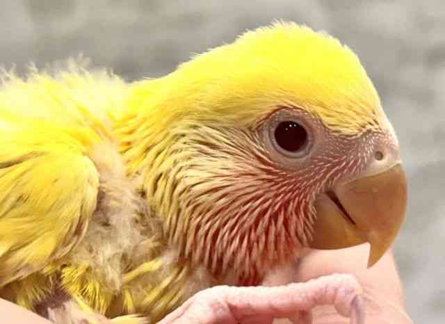 
                    コザクラインコ