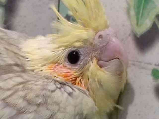 
                    オカメインコ