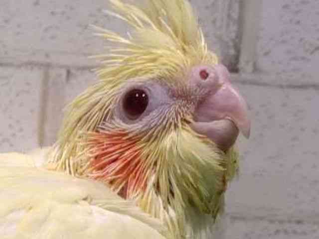 
                    オカメインコ