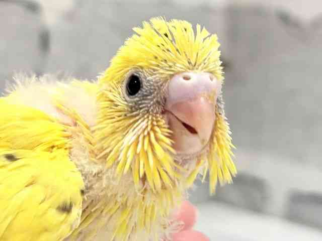 
                    セキセイインコ