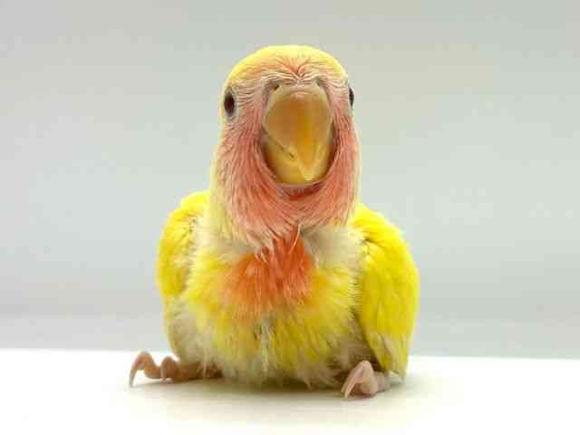 
                    コザクラインコ