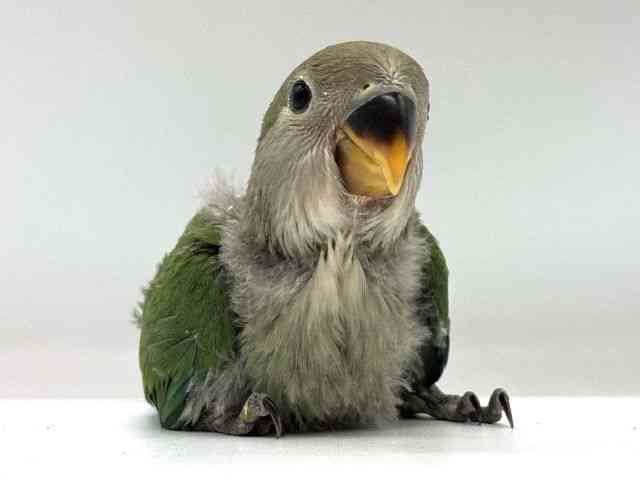 
                    コザクラインコ