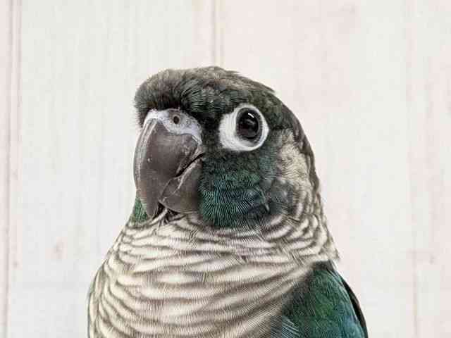 
                    ホオミドリアカオウロコインコ
