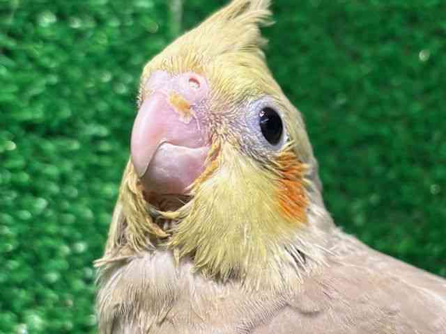 
                    オカメインコ