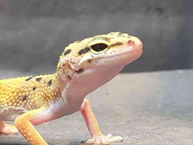 ヒョウモントカゲモドキ