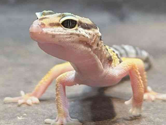ヒョウモントカゲモドキ