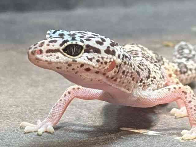 ヒョウモントカゲモドキ