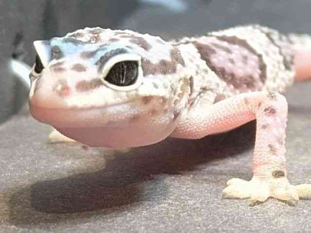 ヒョウモントカゲモドキ