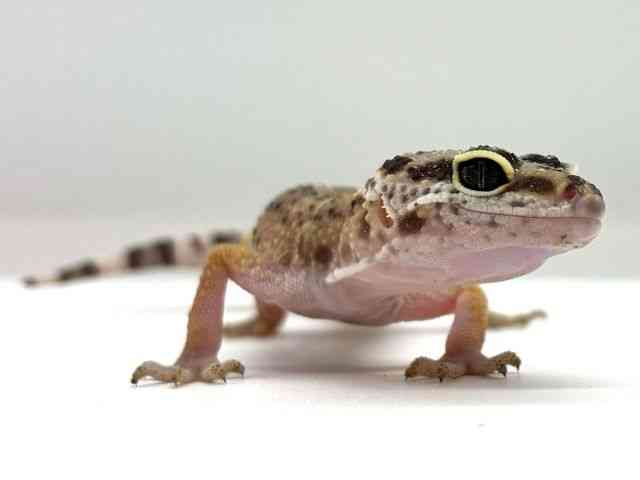ヒョウモントカゲモドキ