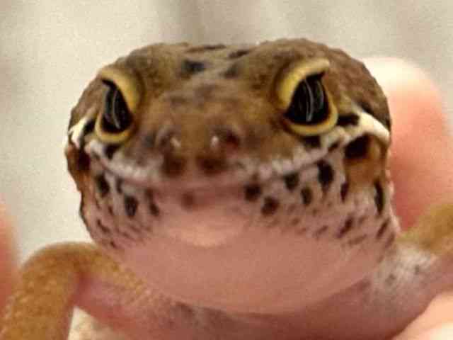 ヒョウモントカゲモドキ