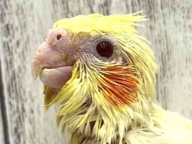 
                    オカメインコ
